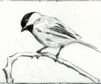 Chickadee2